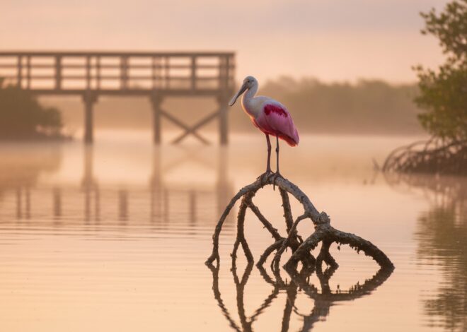 Wildlife and Wetlands: A Photographer’s Guide to Capturing Vero Beach’s Natural Beauty