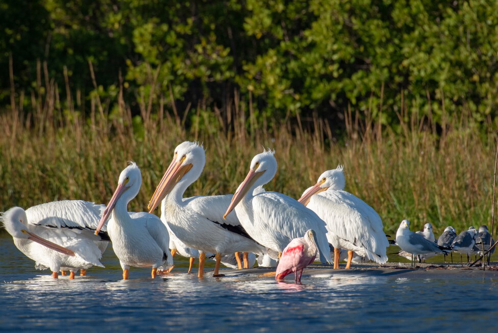 Pelican Island Wildlife Refuge