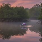 Capturing Florida’s Untamed Heart: A Photographer’s Guide to Vero Beach’s Wetlands & Wildlife