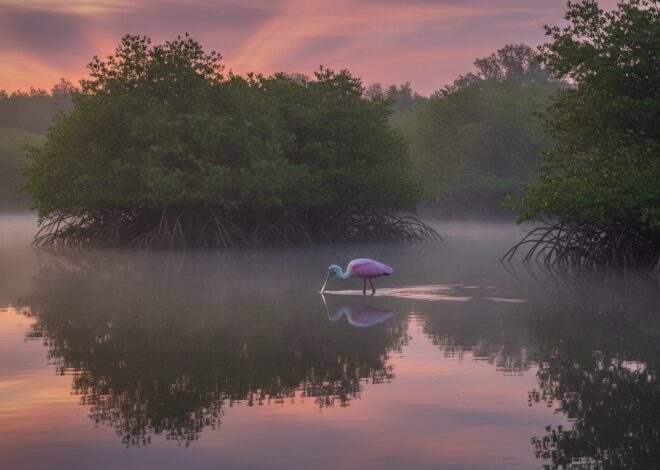 Capturing Florida’s Untamed Heart: A Photographer’s Guide to Vero Beach’s Wetlands & Wildlife