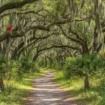 Vero Beach’s Green Lungs: Exploring Nature Preserves and Wildlife Trails